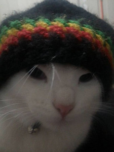 Cat marley cover