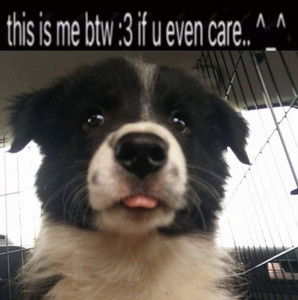 Imagem de Puppy