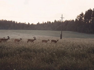 southern gothic🦌