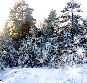  Enchanting Winter