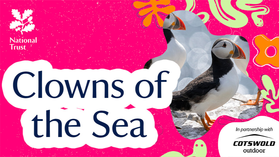 Clowns of the Sea The Colourful Lives of Puffins Wild